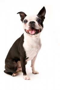 Excited Boston Terrier Dog
