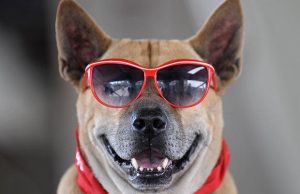 Cute Dog With Glasses