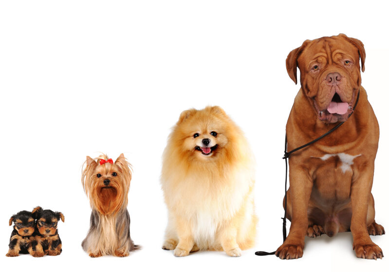 Group of dogs different sizes sit and looking into camera isolated on white. Yorkshire terrier, spitz, bordoss dog.