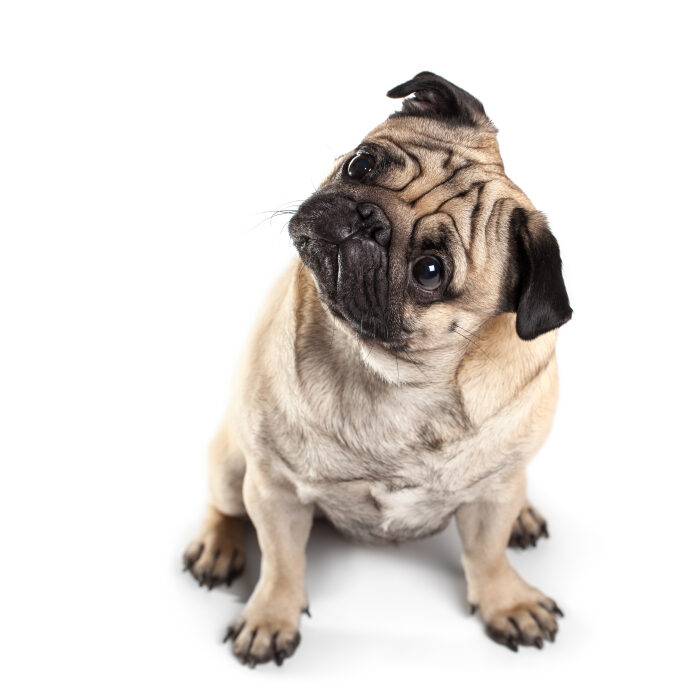 Sitting Pug isolated on White Background with shadow. Focus on eyes