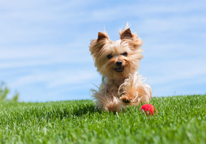 Yorkshire Terrier dog chasing a ball outdoors in the grass