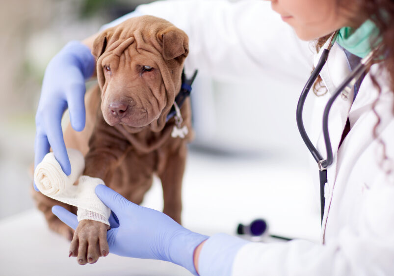 Shar Pei dog getting bandage after injury on his leg